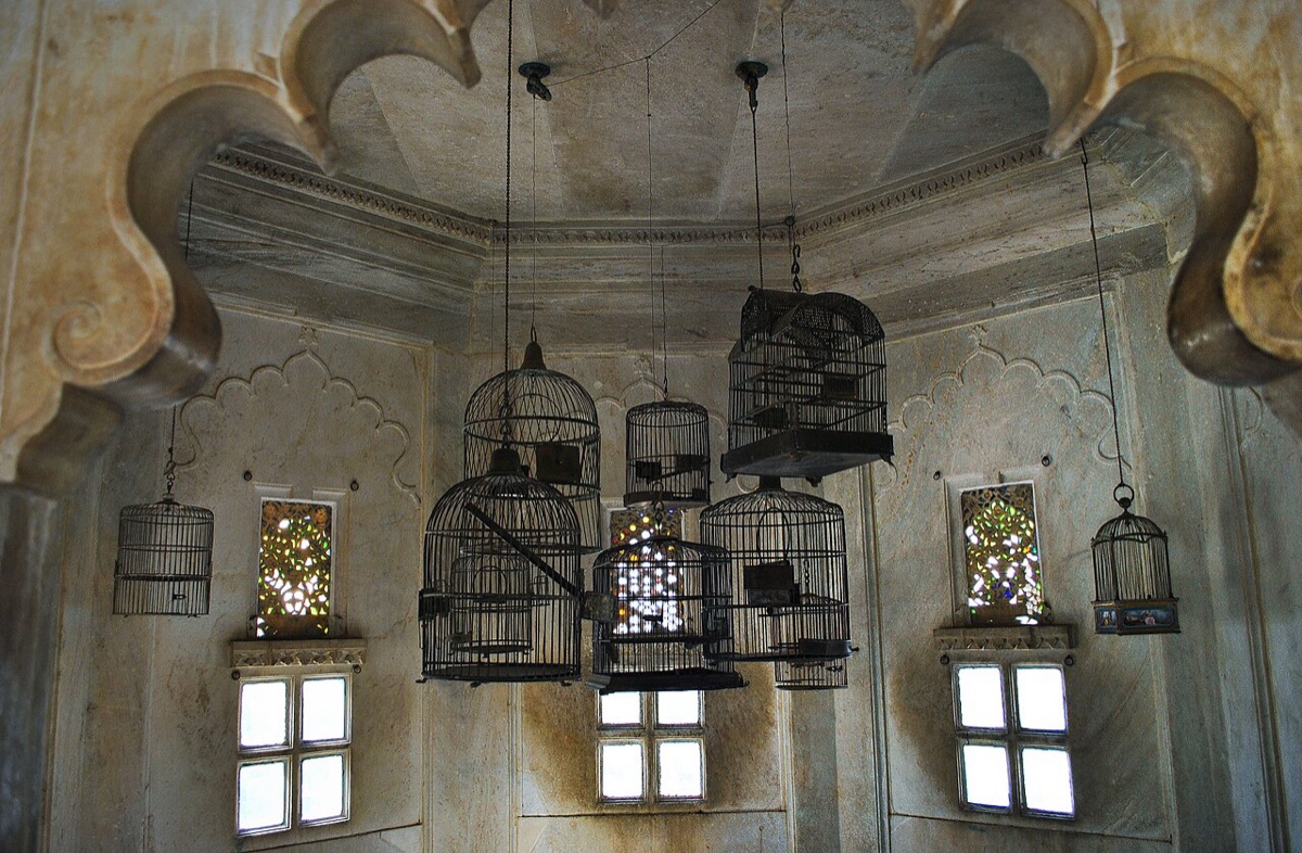 Parrot Cage